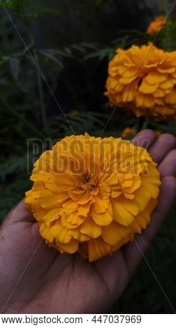 Yellow Flower Of Calendula (commonly Known As Marigold Or Ganda) In The Hand Of A Woman On Blur Back