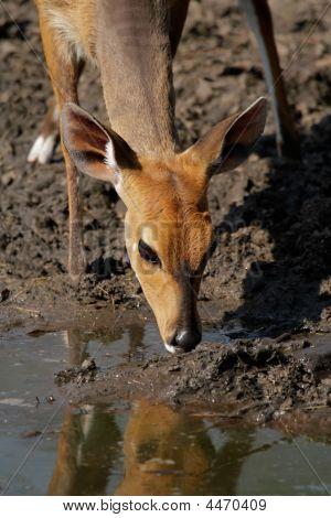 Bushbuck Antelope