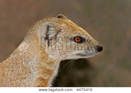 Gul Mongoose