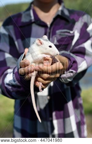 The Pet Rat Dumbo Sits On The Hands Of The Hostess On A Walk In The Park On A Sunny Summer Day. Port