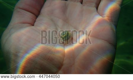 Nassa Mud Snail Or Dog Whelk (tritia Neritea) On The Hand Of A Diver, Aegean Sea, Greece, Halkidiki