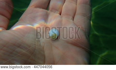 Nassa Mud Snail Or Dog Whelk (tritia Neritea) On The Hand Of A Diver, Aegean Sea, Greece, Halkidiki