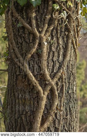 Common Ivy (hedera Helix) Clinging On A Tree Trunk In The Forest. The Plant Is Also Known As English