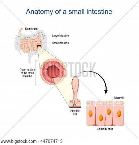 Small Intestine Anatomy. Cross Section Of A Ileum With Internal Villi. Close-up Of Epithelial Cells 