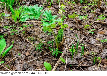 Young Shoots Of Hogweed Sosnowski In The Forest In Early Spring - An Edible Plant That Increases Sen