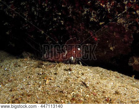 A Brown Leaf Scorpionfish Also Known As Paper Fish Boracay Philippines