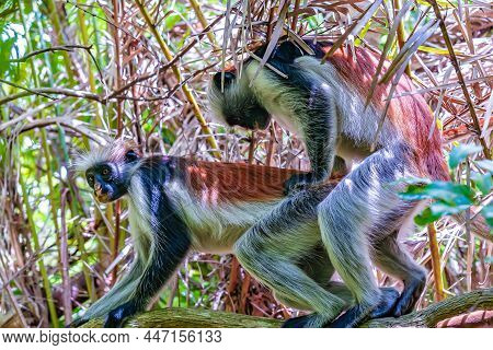 Photo Of Red Colobus Monkey Copulating On The Branch. Zanzibar, Tanzania. Piliocolobus Tephrosceles