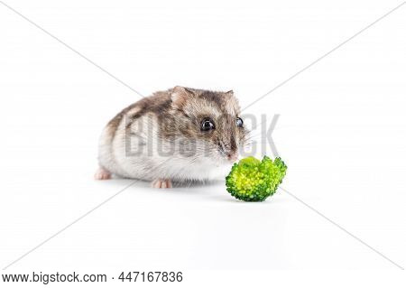 cute grey dwarf hamsters