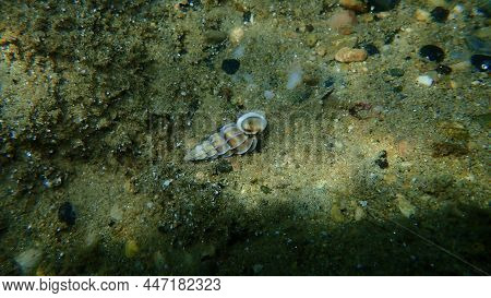 Sea Snail Perplexed Wentletrap (gyroscala Commutata) Undersea, Aegean Sea, Greece, Halkidiki