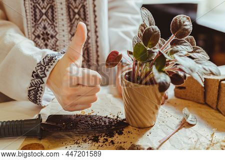 Hands Of Florist In Ethnic Embroidered Shirt Show Super Gesture: Thumb Up, After Transplanting Into 