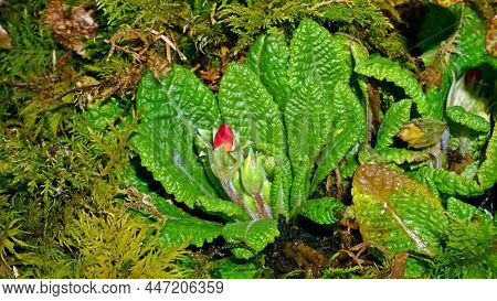 Primula Veris Cowslip, Common Cowslip In The Garden, Germany, Europe