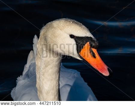 Beautiful Close-up Of Portrait Of Adult Mute Swan (cygnus Olor) With Focus On Eye And Head Covered W