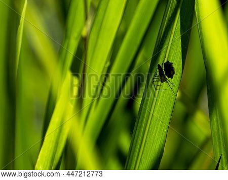 Closeup Of A Spider Making Web With Prey Hidden Among Green Grass Blades Vilcabamba, Ecuador.