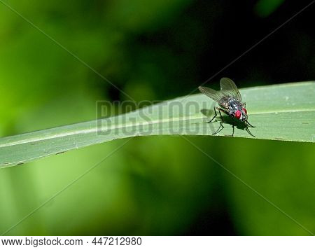 Closeup Of A Red Eyed Fly (cyclorrhaphan) Resting On Leaf In Vilcabamba, Ecuador.