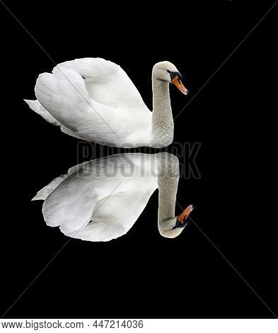 A White Swan With A Reflection On A Black Background. A Sibilant Swan On A Dark Background. Wild, Mi