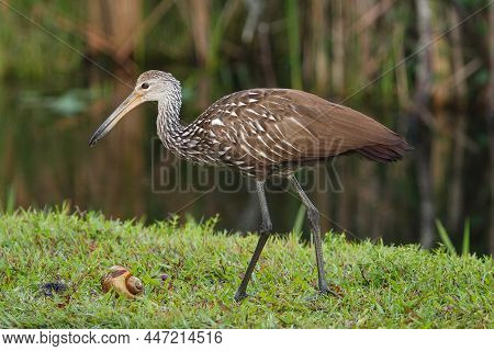Limpkin (aramus Guarauna) Eating Snail, Florida, Usa