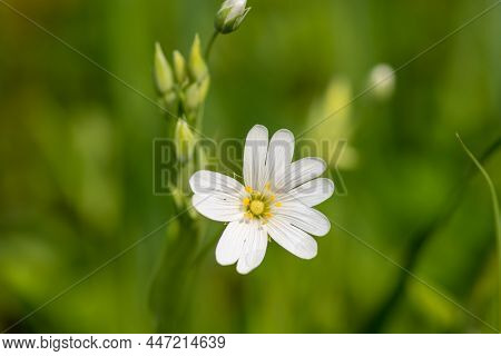 Greater Stitchwort (rabelera Holostea) Flower
