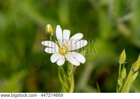 Greater Stitchwort (rabelera Holostea) Flower