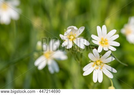 Macro Shot Of Greater Stitchwort (rabelera Holostea) Flowers In Bloom