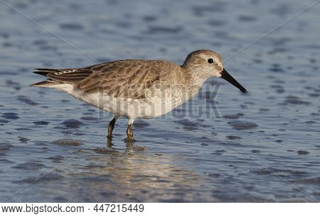 A Red Knot Sandpiper, Calidris Canutus In Winter Plumage In Shallow Water On A Beach In Florida