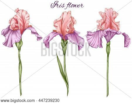 Iris Flowers Set Illustration, February Birth Flower, Royalty Floral, Faith Symbolic Flower, Pinky L