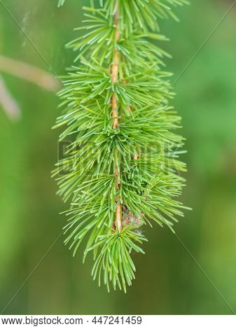 Young Branches Of Larch. Closeup Of Green Larch Young Needles. Larix Sibirica, The Siberian Larch Or