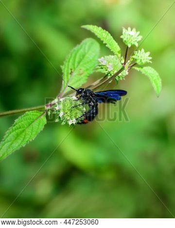 Shiny Blue-winged And Red-banded Wasp All Over The Wild Blossom In The Morning.