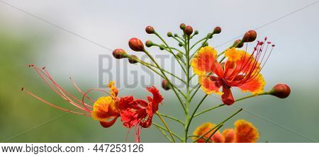 Caesalpinia Pulcherrima Blooms Close Up, Soft Bokeh Background.