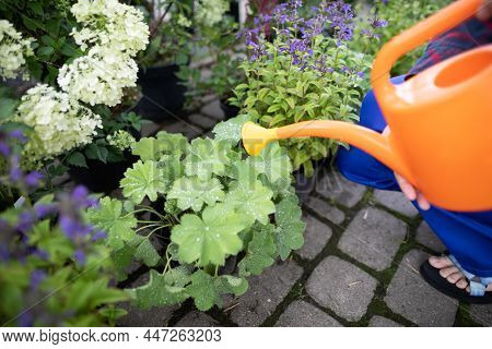 A Close-up View Of The Saleswoman Watering The Plant. Heuchera Sanguinea.
