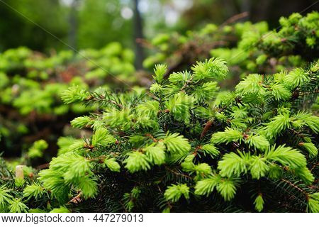 Spring Background Of Bright Fresh Spruce Branches Fir Tree Branches With Young Light Green Shoots Ab