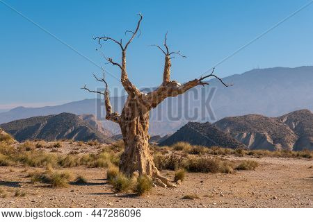 Arbol Del Infortunio Near The Tabernas Desert Canyon, Almería Province, Andalusia. On A Trek In The 