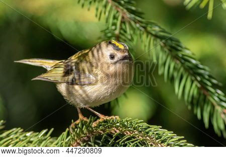 Goldcrest, Regulus Regulus. Sunny Morning, A Bird Sits On A Spruce Branch
