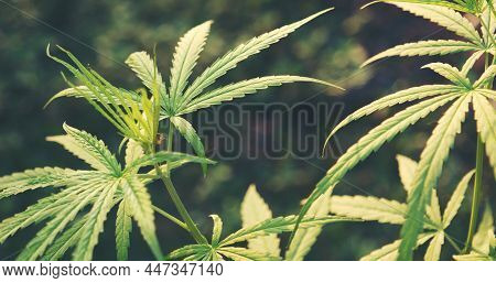Green Marijuana Tree Cannabis Plant Narcotic Herbal In Greenhouse. Hemp Leaf Made Cannabis Crude Oil