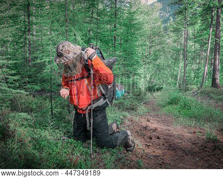 30th Of July 2018, Russia, Kodar Mountain Region, Traveler Picks Berries Coloured