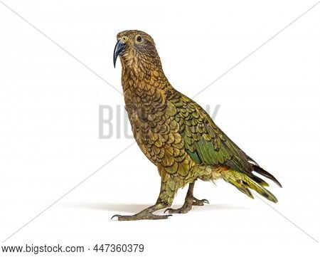 Kea, Nestor notabilis, or Alpine parrot, standing in front of white background