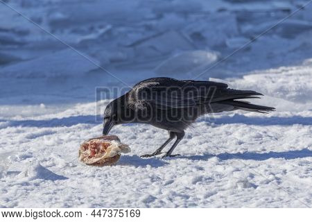 The American Crow (corvus Brachyrhynchos) Eating The Rest Of The Fish