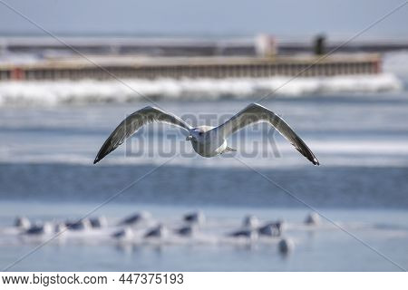 The Herring Gull (larus Smithsonianus) In Flight Over A Frozen River