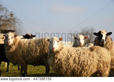 Pasture With Sheep In The Village. Herd With Sheep On A Farm In Field. Sheep's Gaze. Herds In Rural