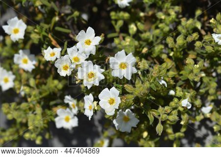 Narrow-leaved Cistus Flowers - Latin Name - Cistus Monspeliensis