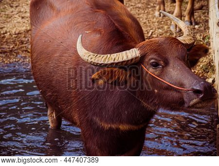 The Asian Wild Water Buffalo Or Bubalus Arnee. A Large Bovine Native To The Indian Subcontinent And 