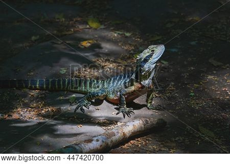 Proudly Posing Australian Water Dragon, Intellagama Lesueurii, On A Hiking Path In The Blue Mountain