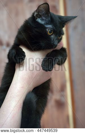 Young Black Cat With Orange Eyes In Hands
