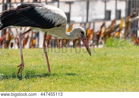 Stork Walking In The Park Of Sharm El Sheikh