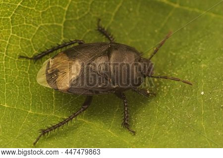 Closeup On A Black Burrowing Bug,cydnus Aterrimus, Sitting On A Green Leaf In Southern France
