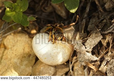 Closeup On A Female Seven-toothed Red-resin Bee, Rhodanthidium Septemdentatum, Inspecting An Empty S