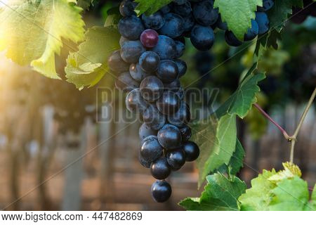 ิbunch Blackcolored Grapes And Greenleaf In The Vineyard.