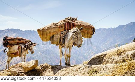 Two pack mules on a ridge in the mountains of Shirkent National Park in Tajikistan
