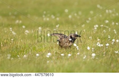 Close-up Of A Great Skua (stercorarius Skua) Bonxie In A Meadow, Noss, Shetland, Uk.