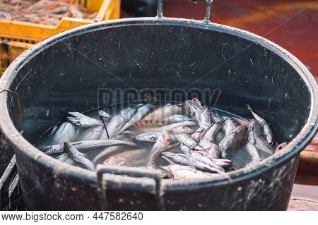 Various Freshly Just Caught Fish In A Plastic Black Basket On A Fishing Wooden Boat. Shrimps, Sea Ba