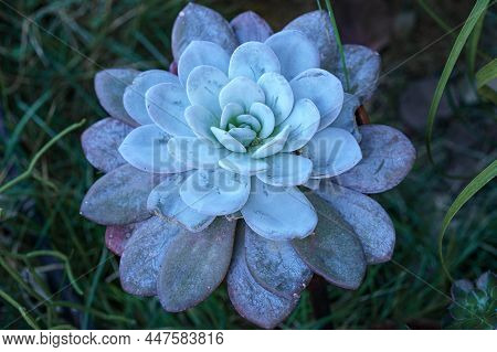 Gorgeous Blue Succulent Echeveria Laui In Garden.